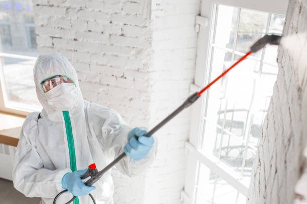 Best Black Mold Removal  in Aurora, CO