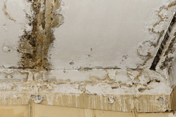 Best HVAC Mold Inspection and Cleaning  in Aurora, CO