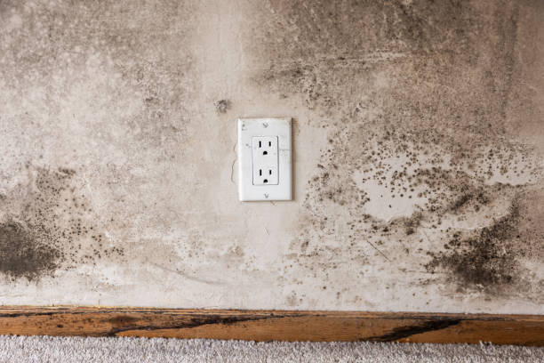 Best Comprehensive Air Testing for Mold Contaminants  in Aurora, CO