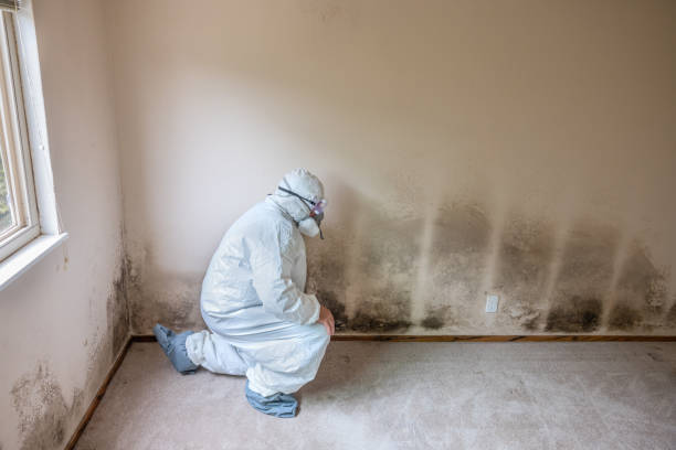 Best Air Quality Testing for Mold Spores  in Aurora, CO