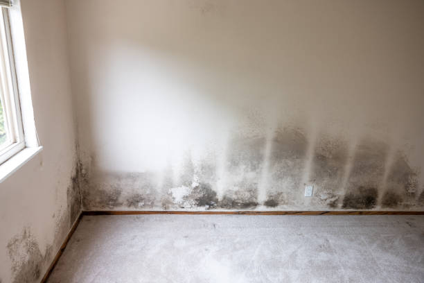Best Mold Removal for HVAC Installations  in Aurora, CO
