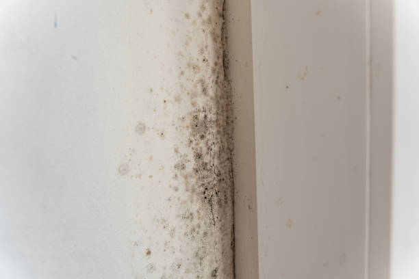 Best Residential Mold Inspection & Testing  in Aurora, CO