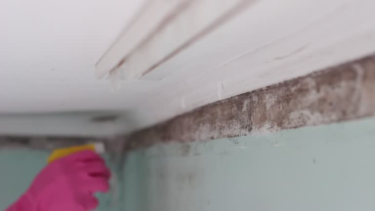 Best Emergency Mold Remediation  in Aurora, CO